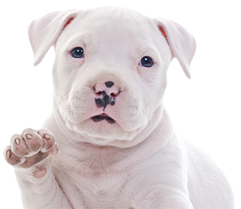 Сухий корм для цуценят