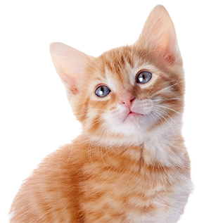 Вологий корм для кошенят