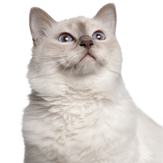 Вітаміни і добавки для котів для очищення і відновлення