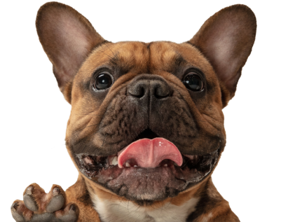 Доповнення до корму для собак