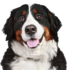 Ласощі для собак сушені