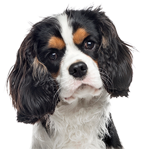 Ласощі для дорослих собак