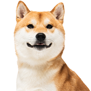 Сухий корм для дорослих собак