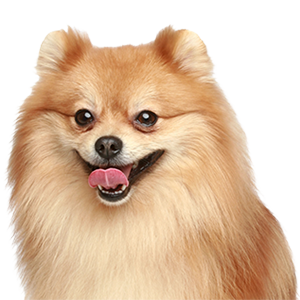 Сухий корм для собак малих порід (до 10 кг)