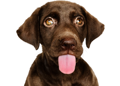 Ласощі для собак юніорів