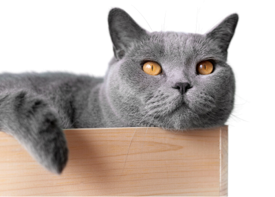 Ласощі для дорослих котів