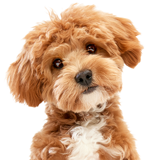 Для боротьби зі слідами сліз для рудих собак