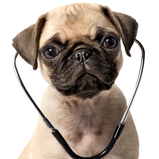 Вітаміни і добавки для собак для поліпшення травлення