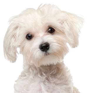 Для боротьби зі слідами сліз для білих собак