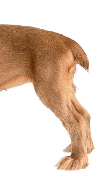 Коли використовувати Microziogen?