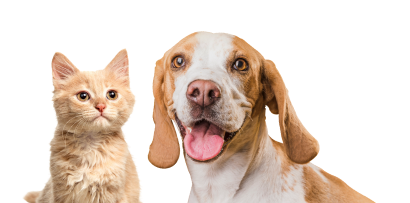 Дізнайтесь більше про те 
як годувати ваших улюбленців