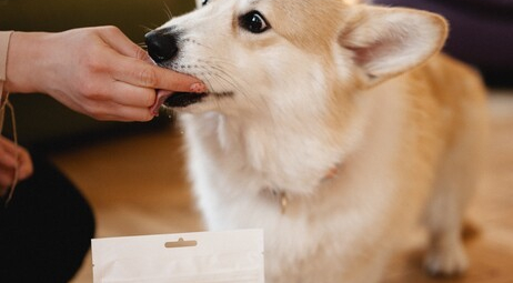 Протеїн комах у кормі для домашніх тварин