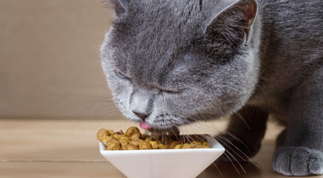 Чи потрібен стерилізованим кішкам особливий раціон?