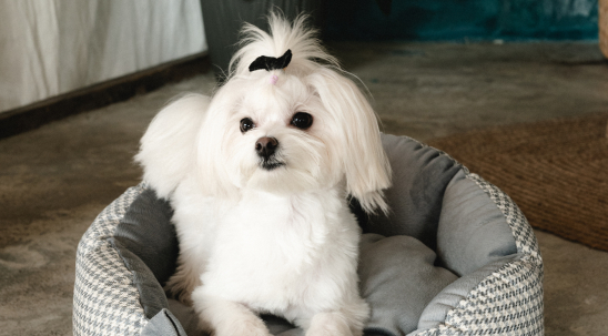 Корм для собак з білою або світлою шерстю