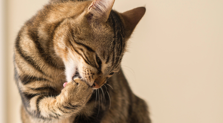 Шерстяні грудки у котів: причини, ризики та профілактика