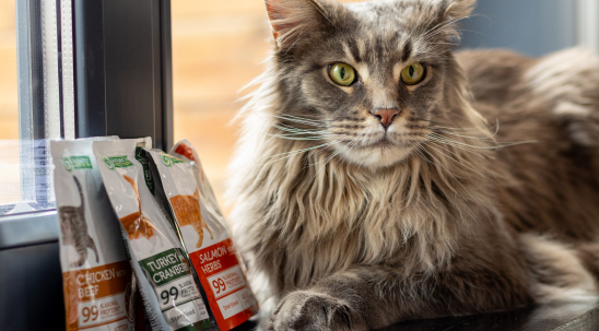 Особливі потреби котів у харчуванні