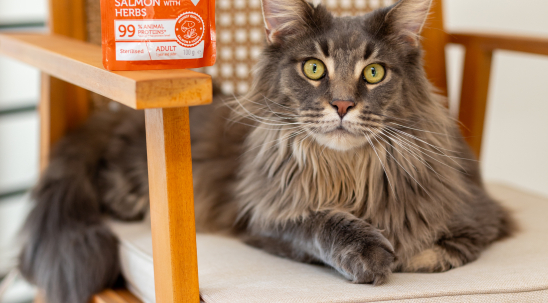 Корм для котів після стерилізації