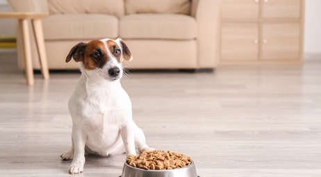Корм для собак із чутливим шлунком