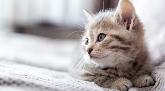 Кошенятко вдома: як підібрати раціон