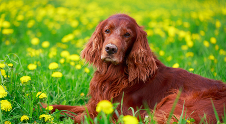 Розкриваємо силу RCE для собак: зрозуміти унікальну формулу, що стоїть за кольором шерсті собак