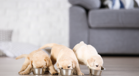 Цуценятко вдома: як підібрати раціон