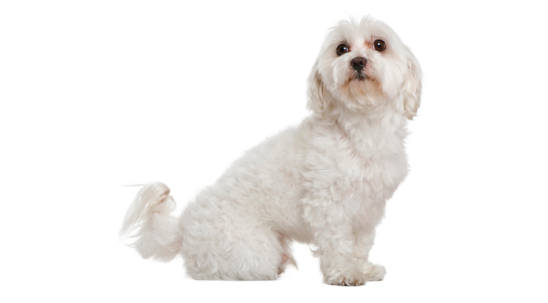 Історія Чарлі та його власниці: 80% собак страждають від цієї проблеми