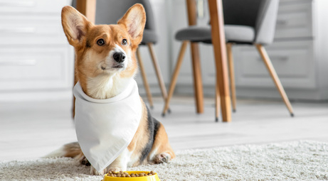 Добавки для домашніх улюбленців: коли та на що саме звернути увагу