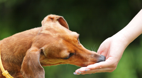 Як еволюціонували ласощі для собак: Від винагороди до сучасних делікатесів