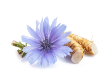Екстракт цикорію