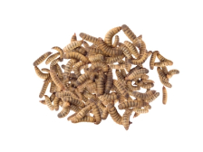 Перероблений протеїн комах